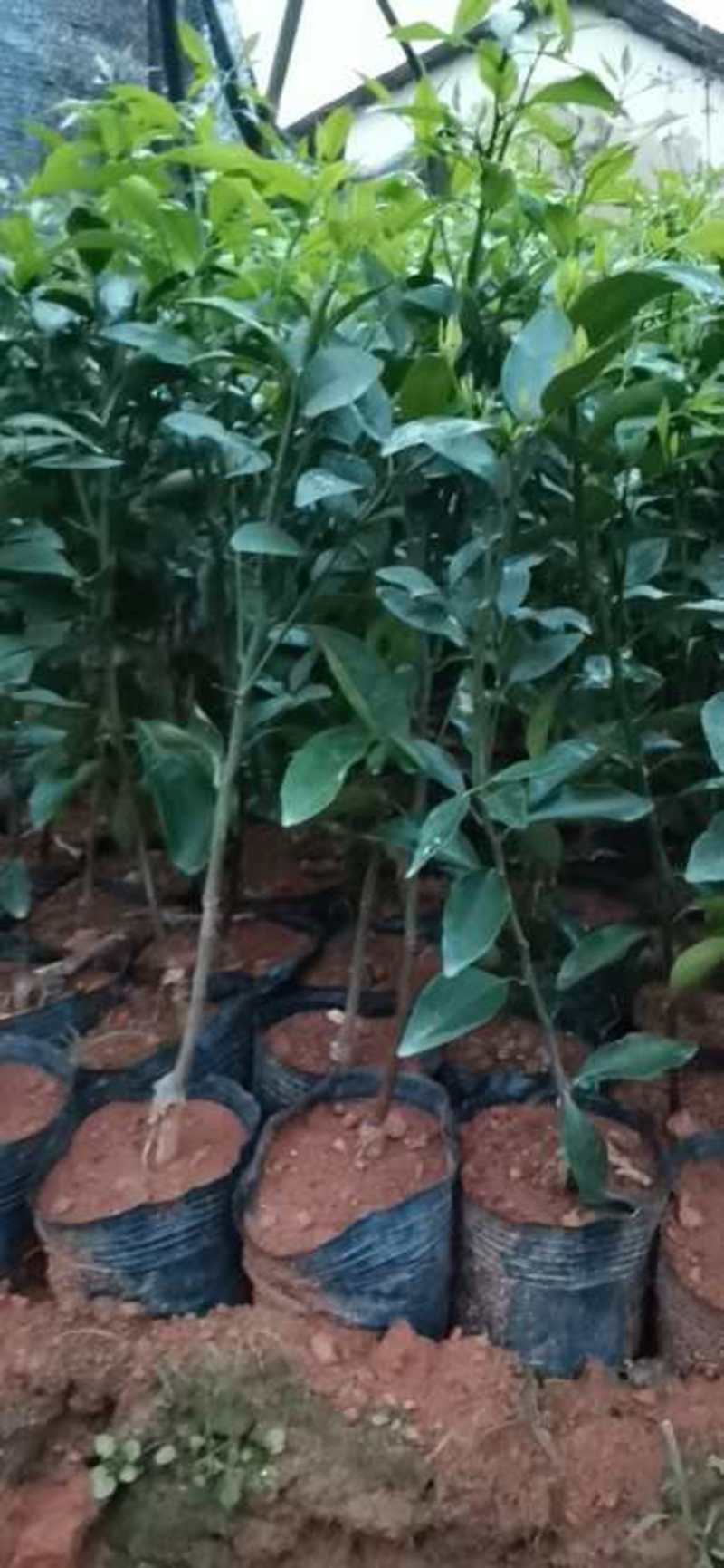 沃柑苗，无籽沃柑苗，包正宗假一赔十，提供免费种植技术