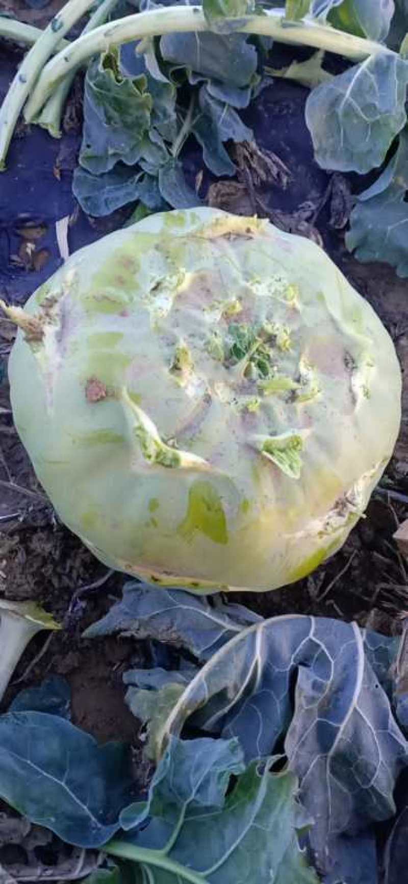 陕西定边有腌制苤蓝，水果苤蓝欢迎下单咨询