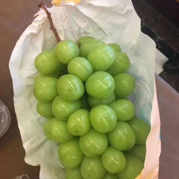 阳光玫瑰葡萄苗葡萄树保证品种，可签合同，保证成活率包技术