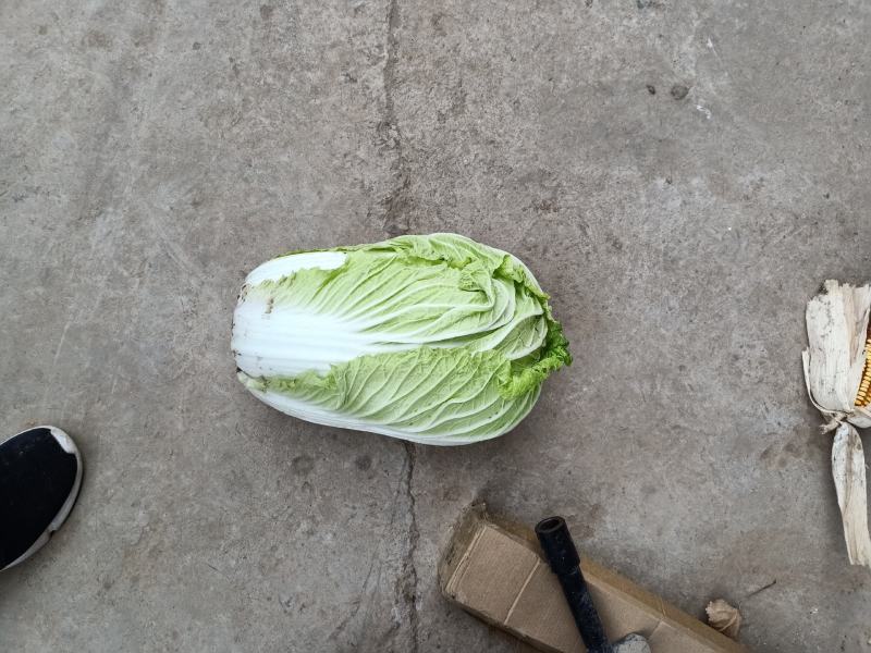 大白菜精品，大量上市中，基地直发，欢迎选购，