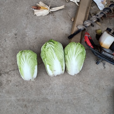 大白菜精品，大量上市中，基地直发，欢迎选购，