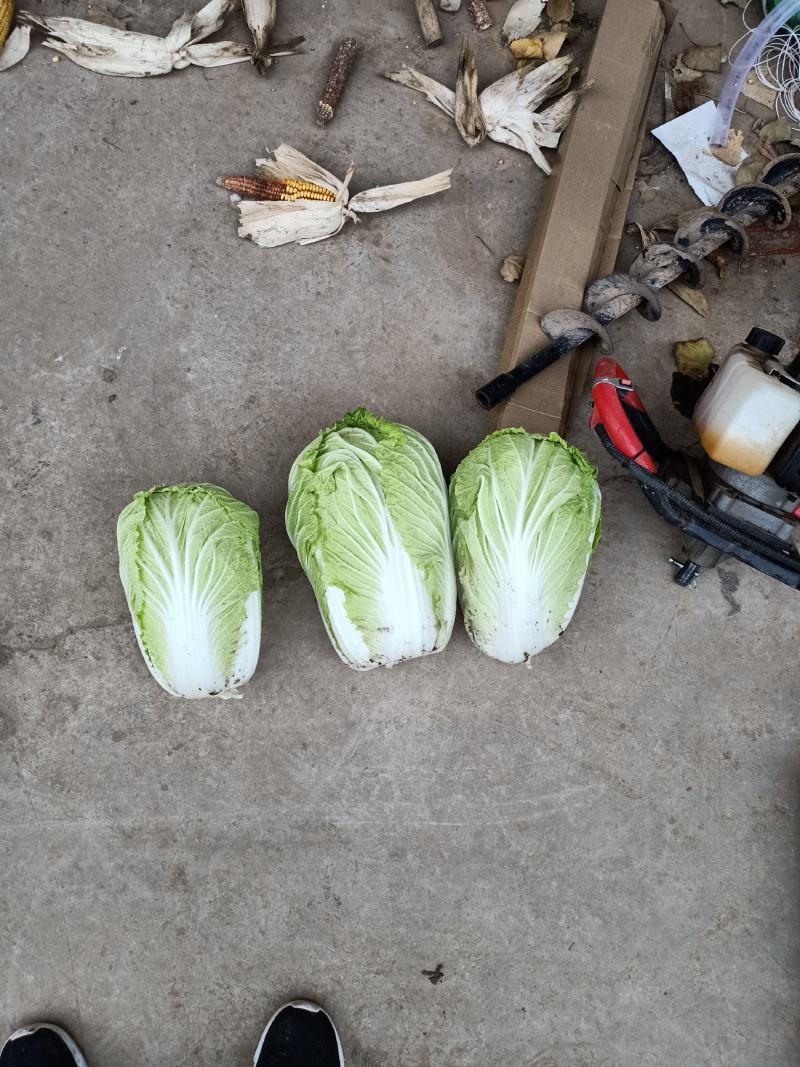 大白菜精品，大量上市中，基地直发，欢迎选购，