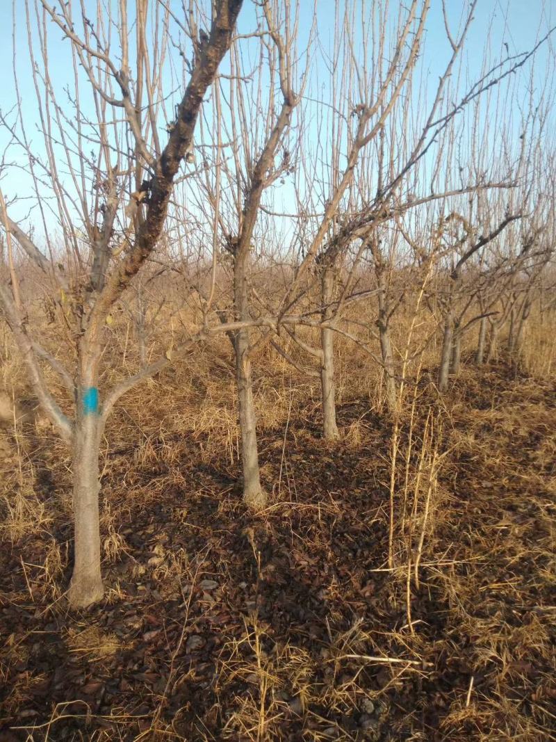 山西李子苗批发蜂糖李青脆李红脆李量大从优基地直发