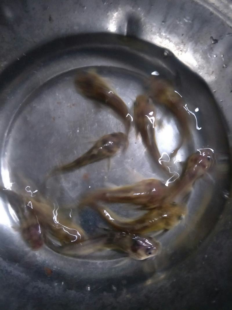 黄骨鱼苗，苗场直销，成活率高货源充足，规格齐全
