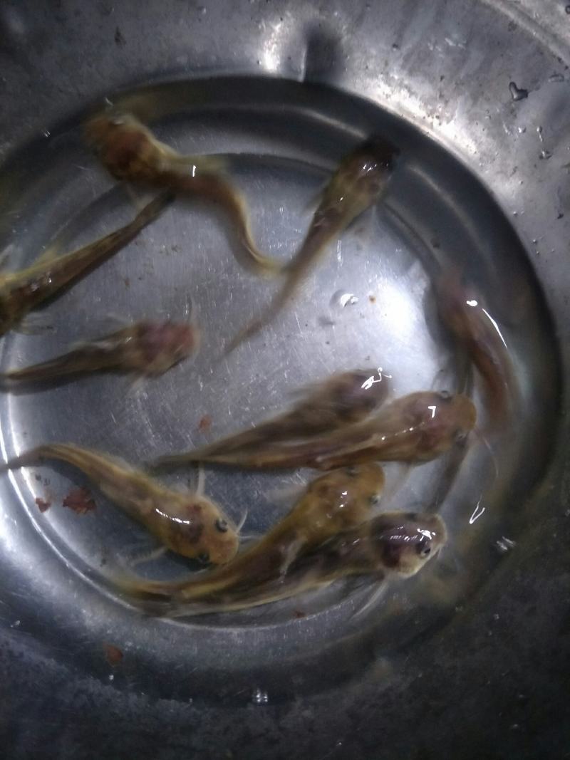 黄骨鱼苗，苗场直销，成活率高货源充足，规格齐全