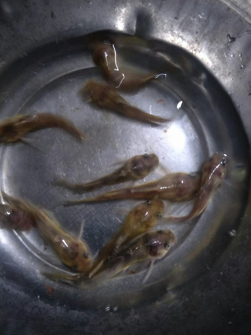 黄骨鱼苗，苗场直销，成活率高货源充足，规格齐全