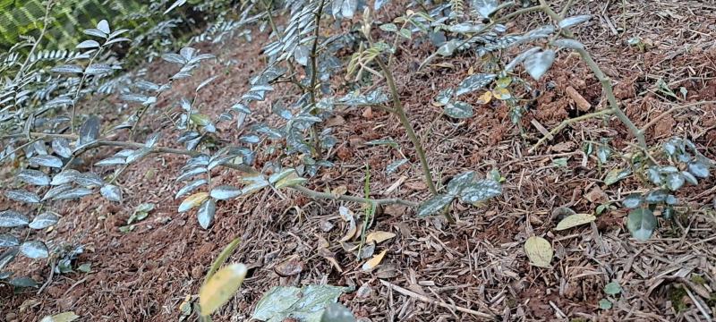 山豆根苗自己种植需要的联系