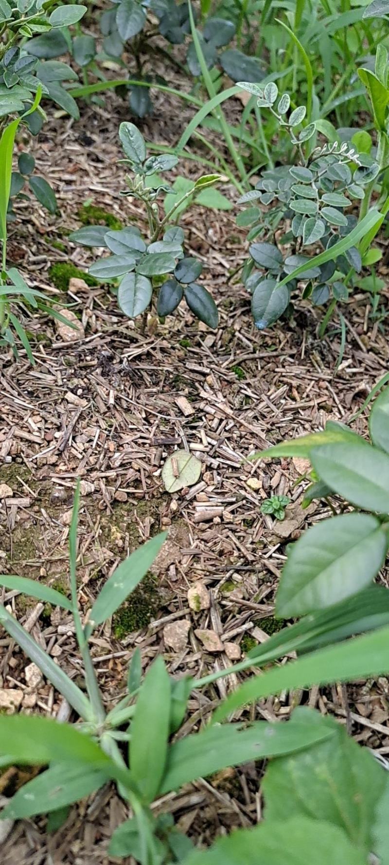 山豆根苗自己种植需要的联系