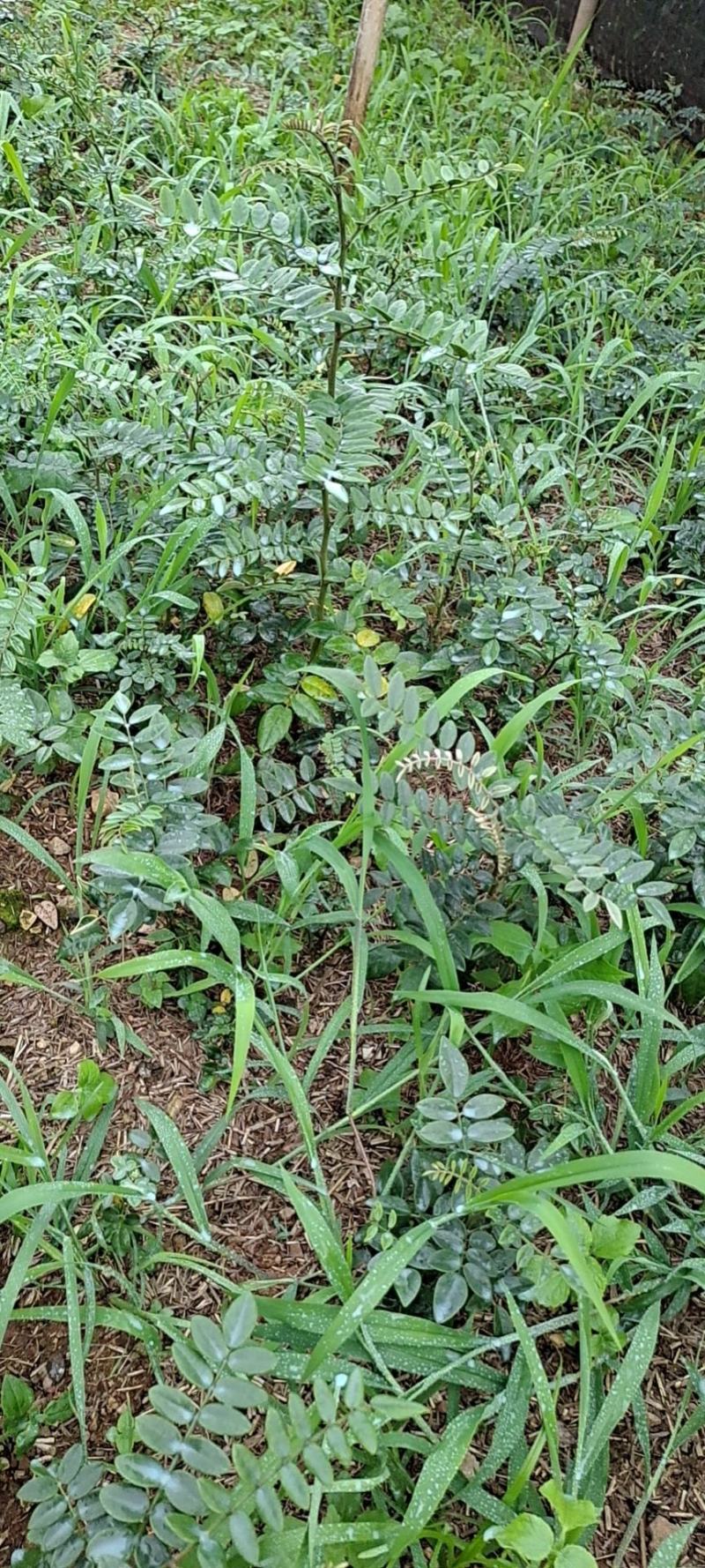 山豆根苗自己种植需要的联系