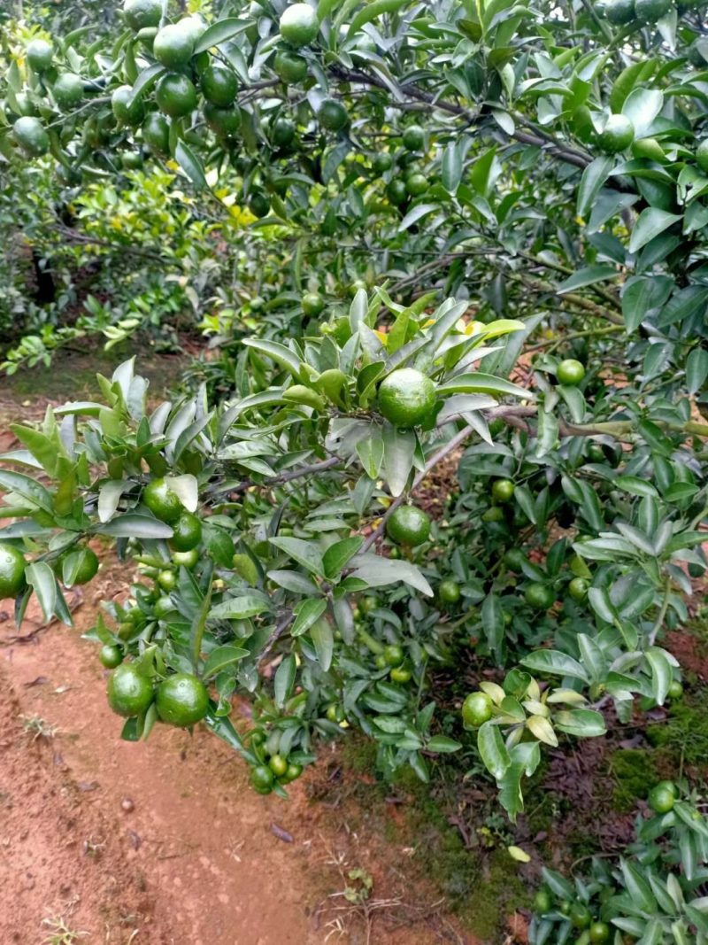 清香桔美味，相约富川，不催熟，不打蜡，现摘现发