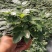 鸭脚木盆栽基地直供90规格40装110规格30装
