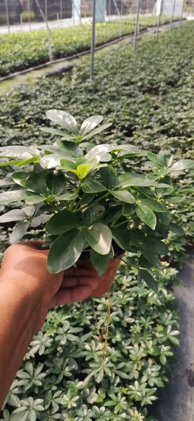 鸭脚木盆栽基地直供90规格40装110规格30装