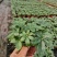 鸭脚木盆栽基地直供90规格40装110规格30装