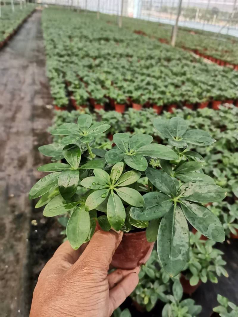 鸭脚木盆栽基地直供90规格40装110规格30装