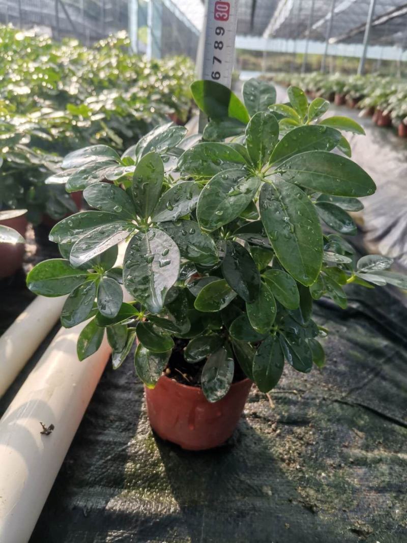 鸭脚木盆栽基地直供90规格40装110规格30装