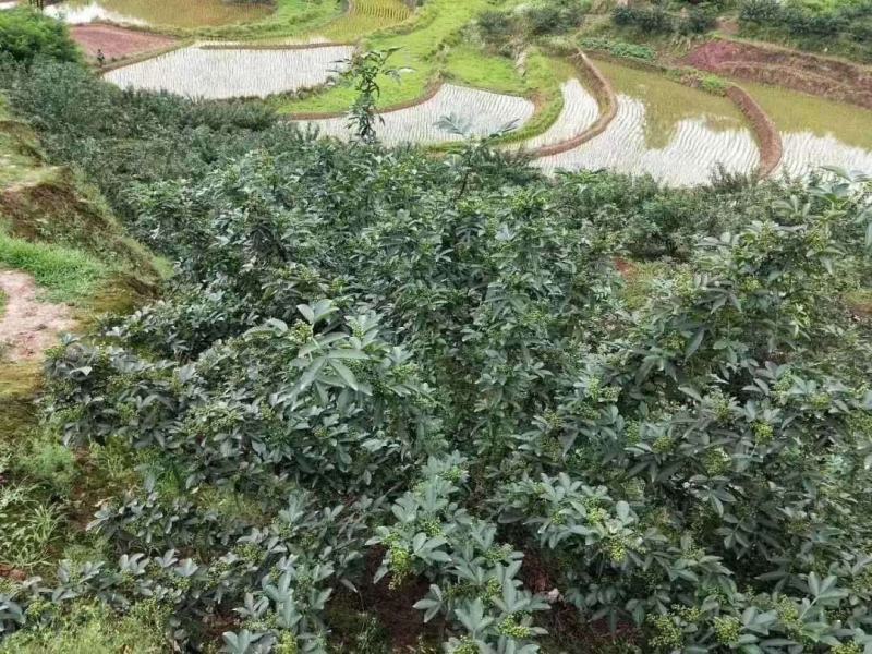 花椒苗出售，花椒保底价收购，技术指导，免费服务