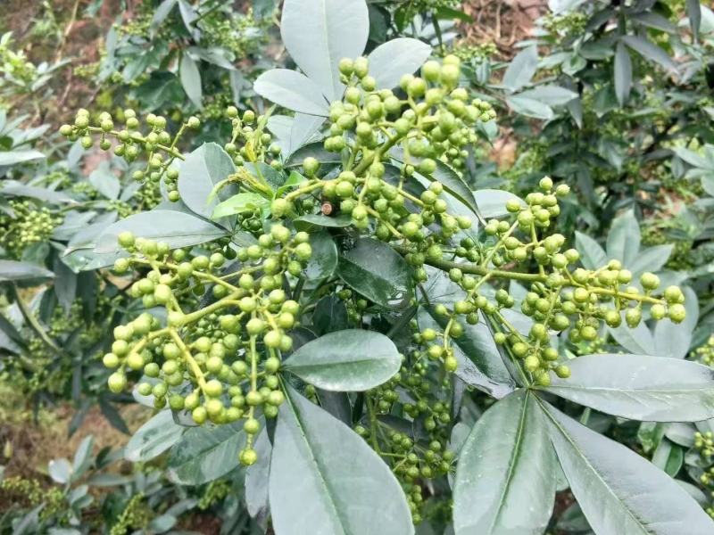 花椒苗出售，花椒保底价收购，技术指导，免费服务