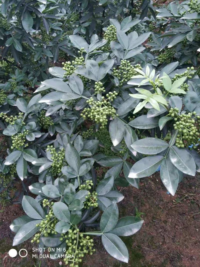 花椒苗出售，花椒保底价收购，技术指导，免费服务