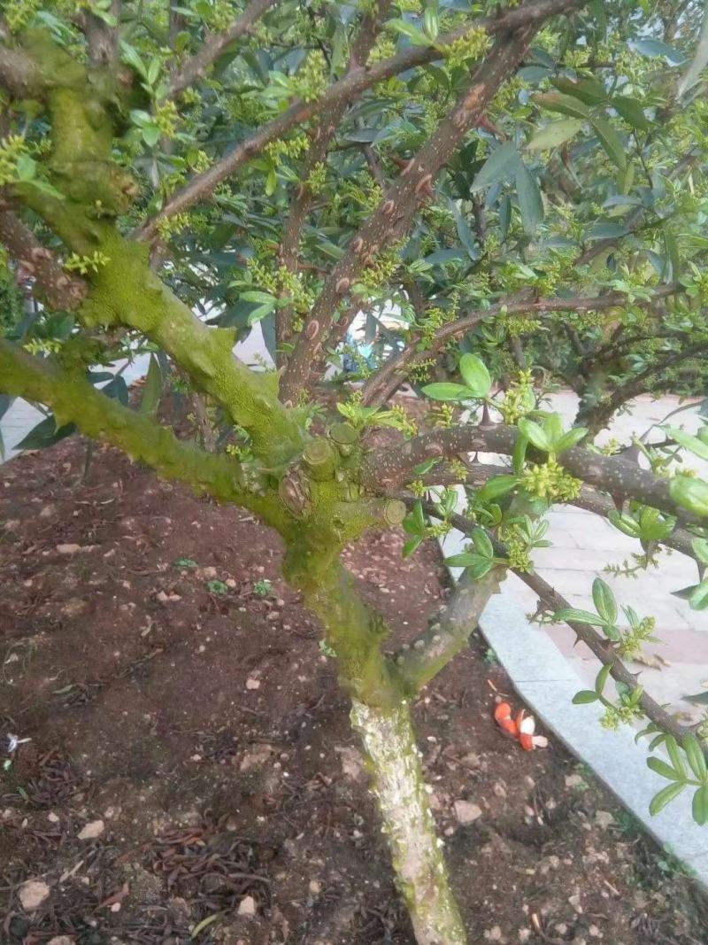 花椒苗出售，花椒保底价收购，技术指导，免费服务