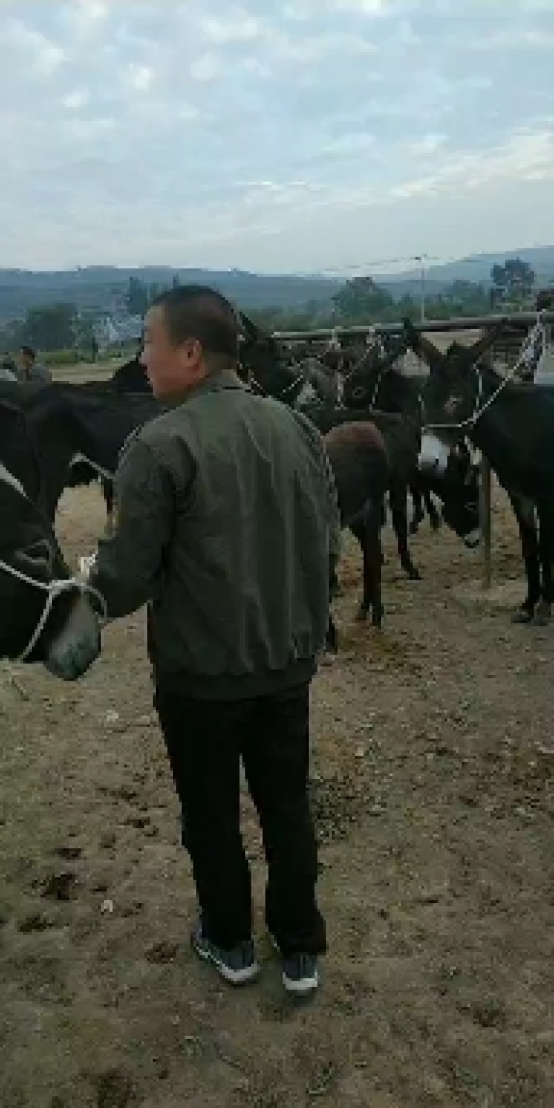 常年大量出售和供应驴，德州驴，三粉，改良驴，肉驴，小毛驴
