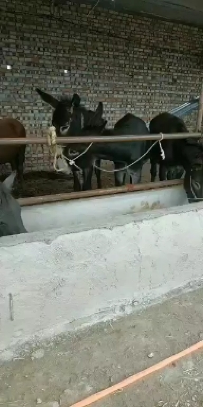 常年大量出售和供应驴，德州驴，三粉，改良驴，肉驴，小毛驴