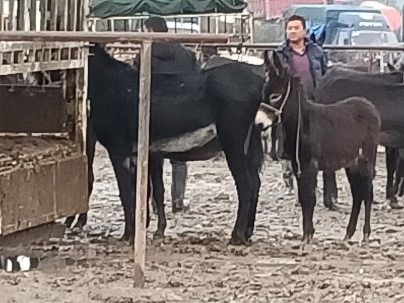常年大量出售和供应驴，德州驴，三粉，改良驴，肉驴，小毛驴