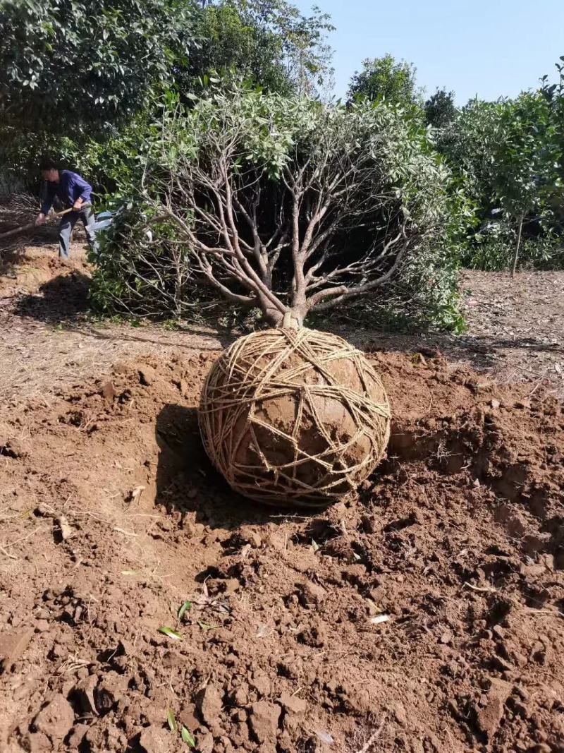 黄金桂花树大规格桂花树独杆丛生，金桂，丹桂2到30公分