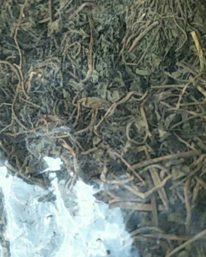 一朵云，小春花，阴地蕨，中草药常年批发供应