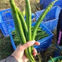 辣椒尖椒湖南八号线椒薄皮新鲜耐运输