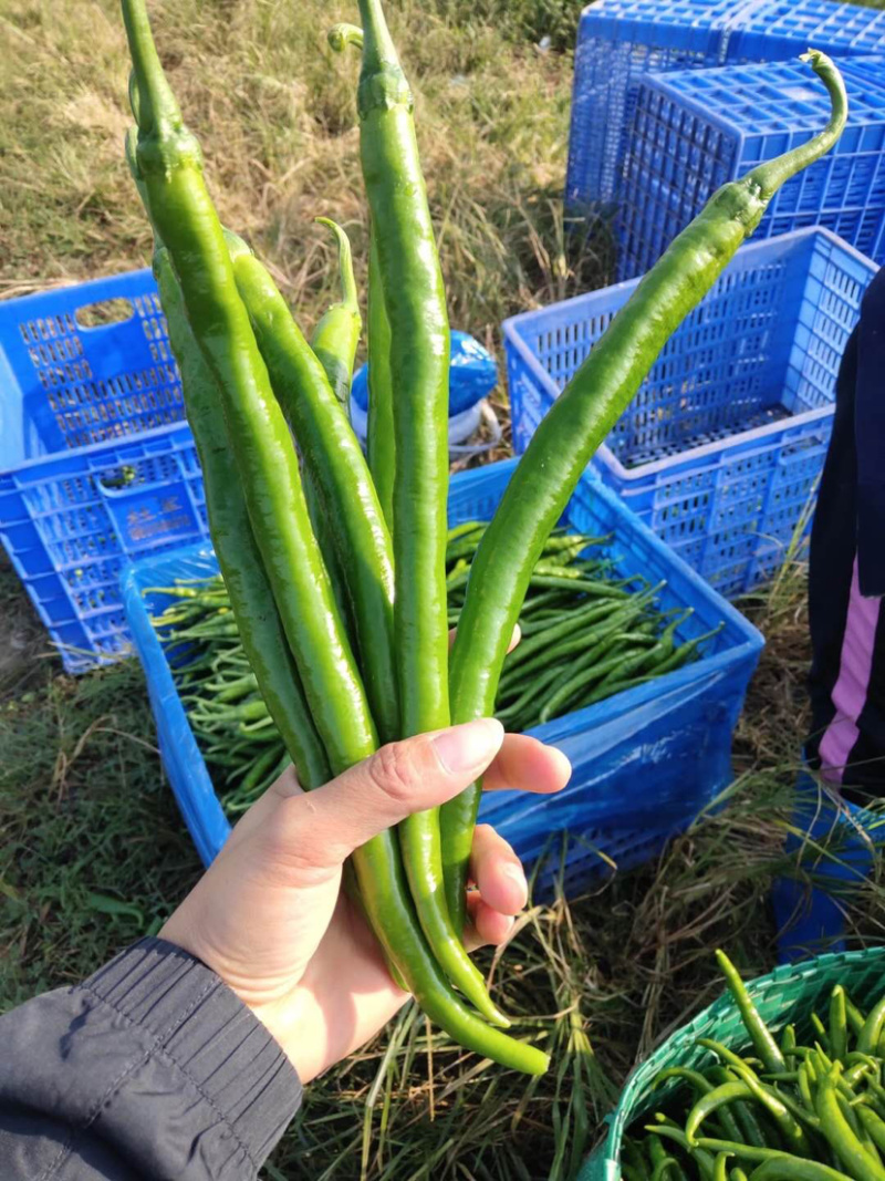 辣椒尖椒湖南八号线椒薄皮新鲜耐运输