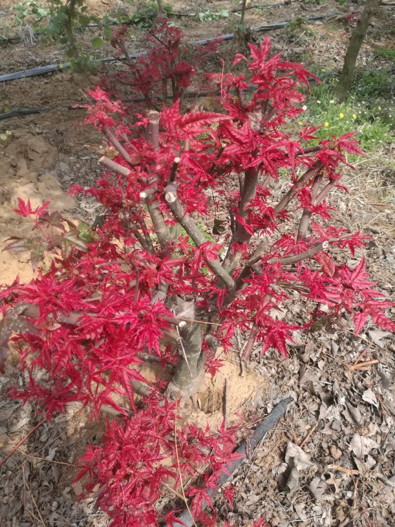 日本红枫，红舞姬十二年盘景，欢迎选购山东省日照市莒县