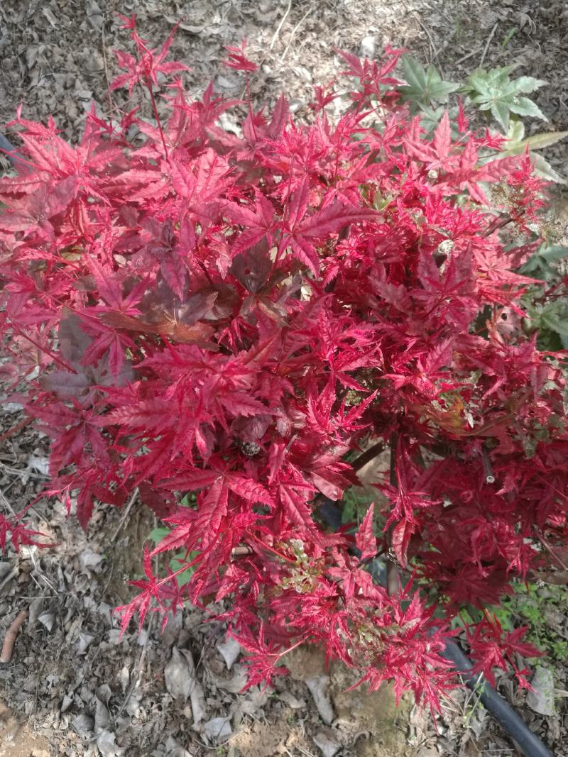 日本红枫，红舞姬十二年盘景，欢迎选购山东省日照市莒县