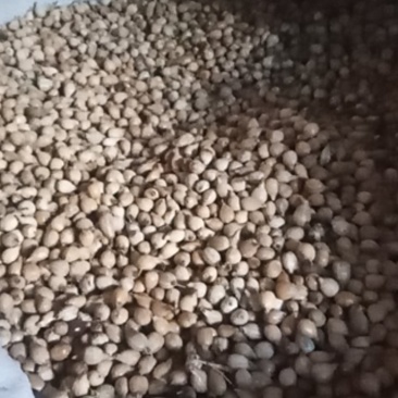 薏米销售诚信为本，望广大好友支持