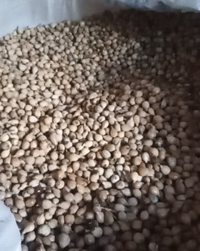 薏米销售诚信为本，望广大好友支持