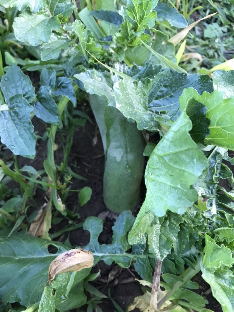 自家种植的水果萝卜大量上市