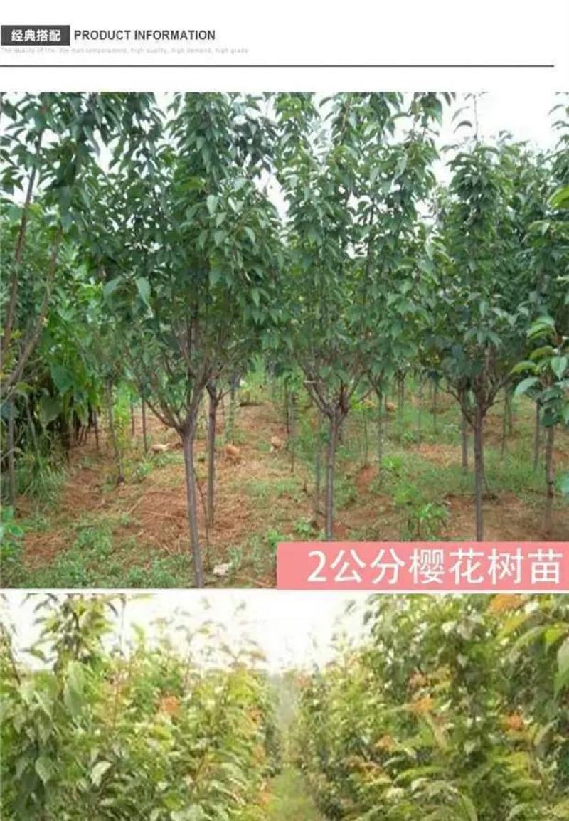 正宗日本樱花树苗樱花小苗南北方庭院地栽盆栽花树园林植物风