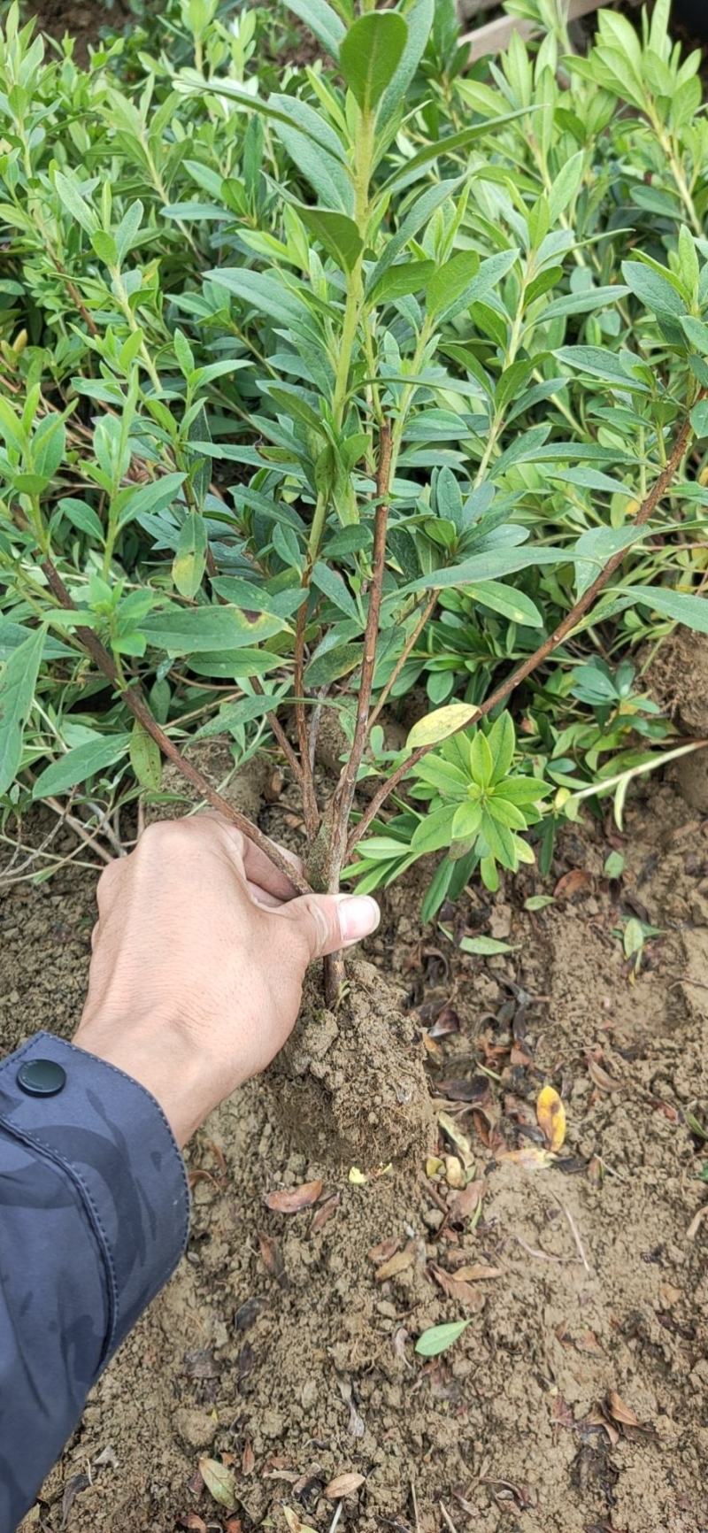杜鹃，量大货好比16杯化算