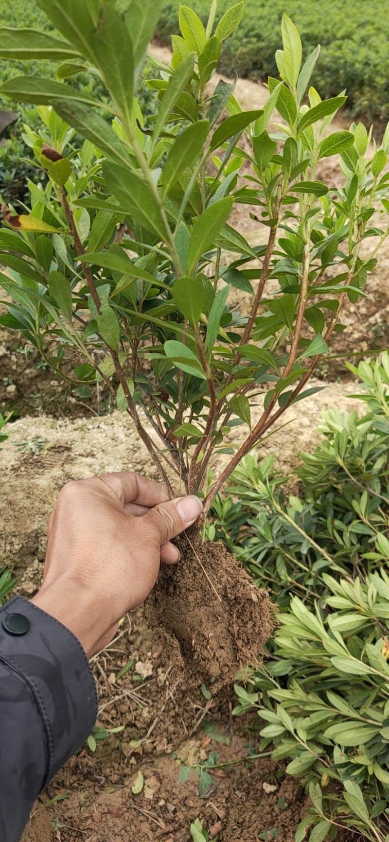 杜鹃，量大货好比16杯化算