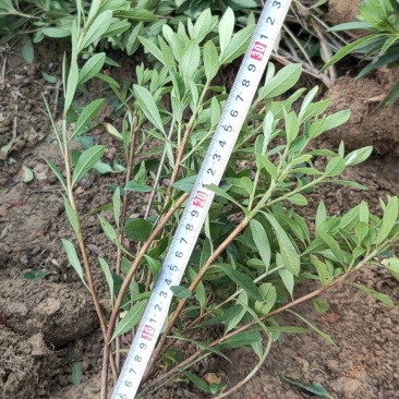 杜鹃，量大货好比16杯化算