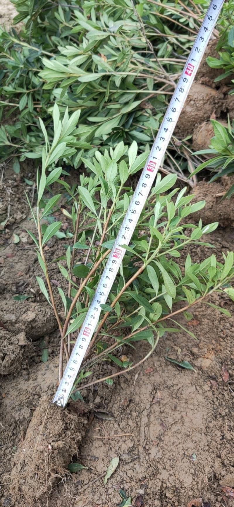 杜鹃，量大货好比16杯化算