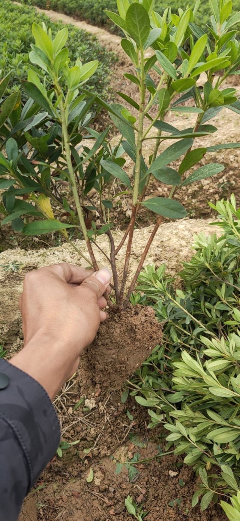杜鹃，量大货好比16杯化算