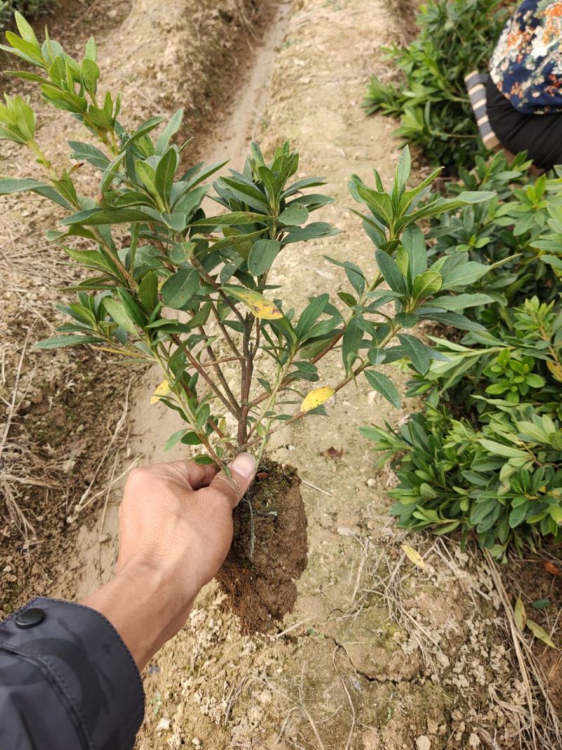 杜鹃，量大货好比16杯化算