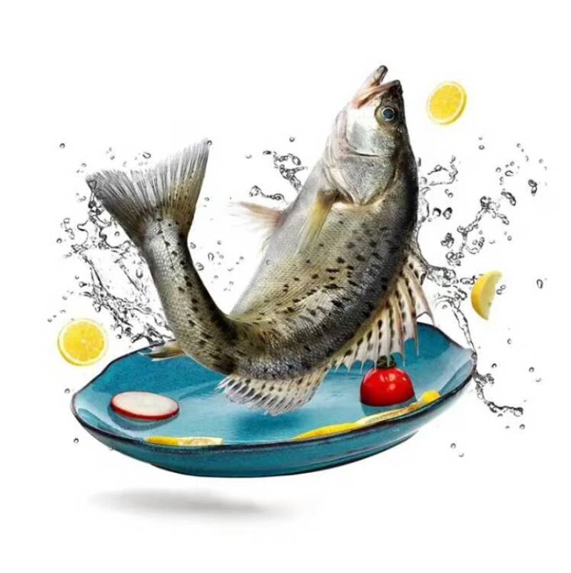 海鲈鱼，金虹鲷，金目鲈，