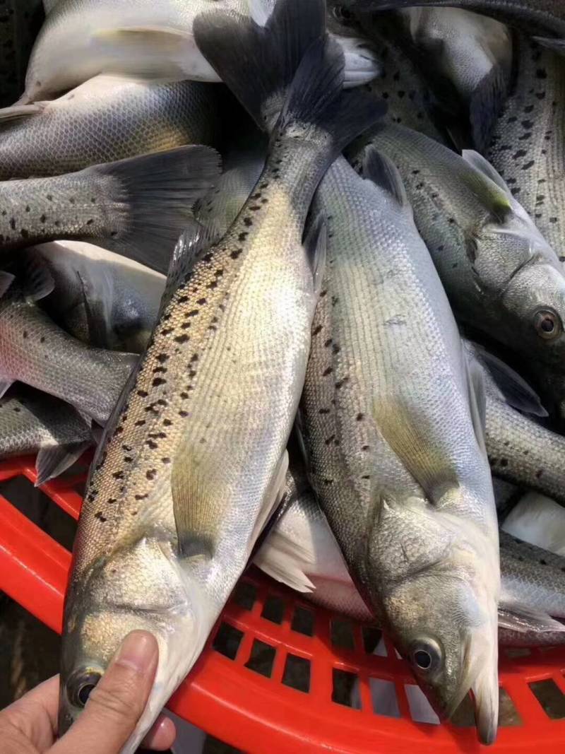 海鲈鱼，金虹鲷，金目鲈，