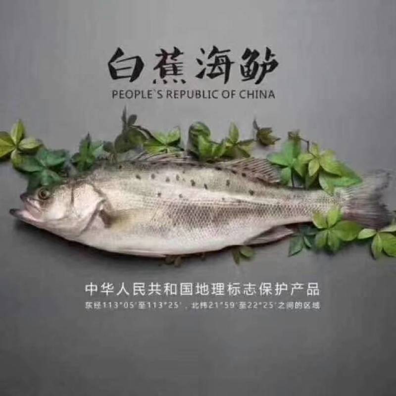 海鲈鱼，金虹鲷，金目鲈，