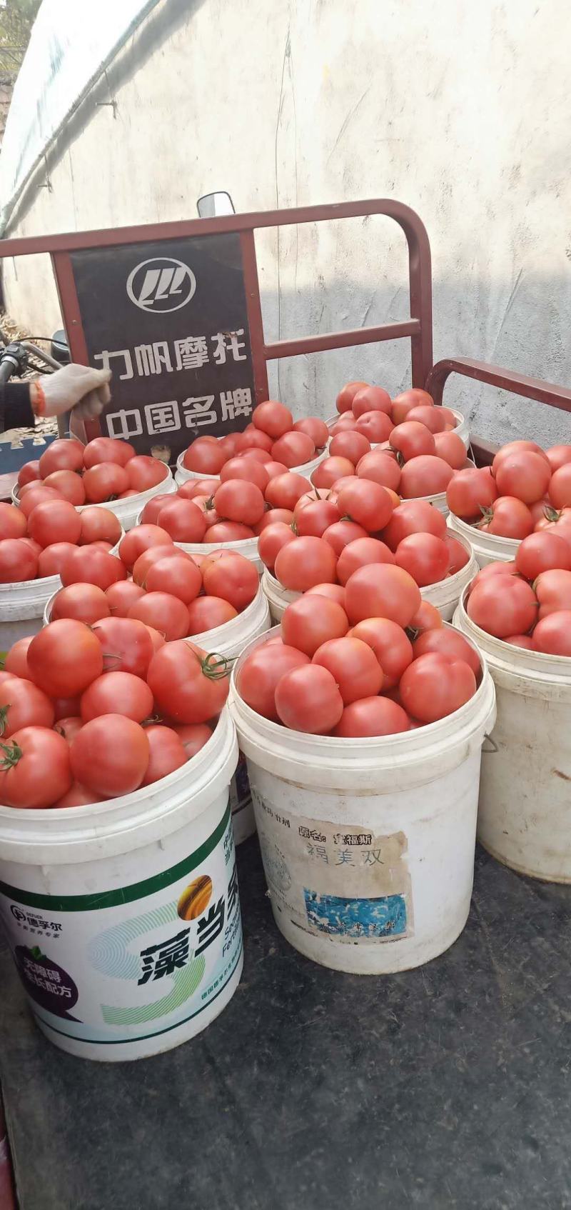 山东大红西红柿硬粉，大量上市颜色亮果形好