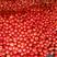 山东大红西红柿硬粉，大量上市颜色亮果形好