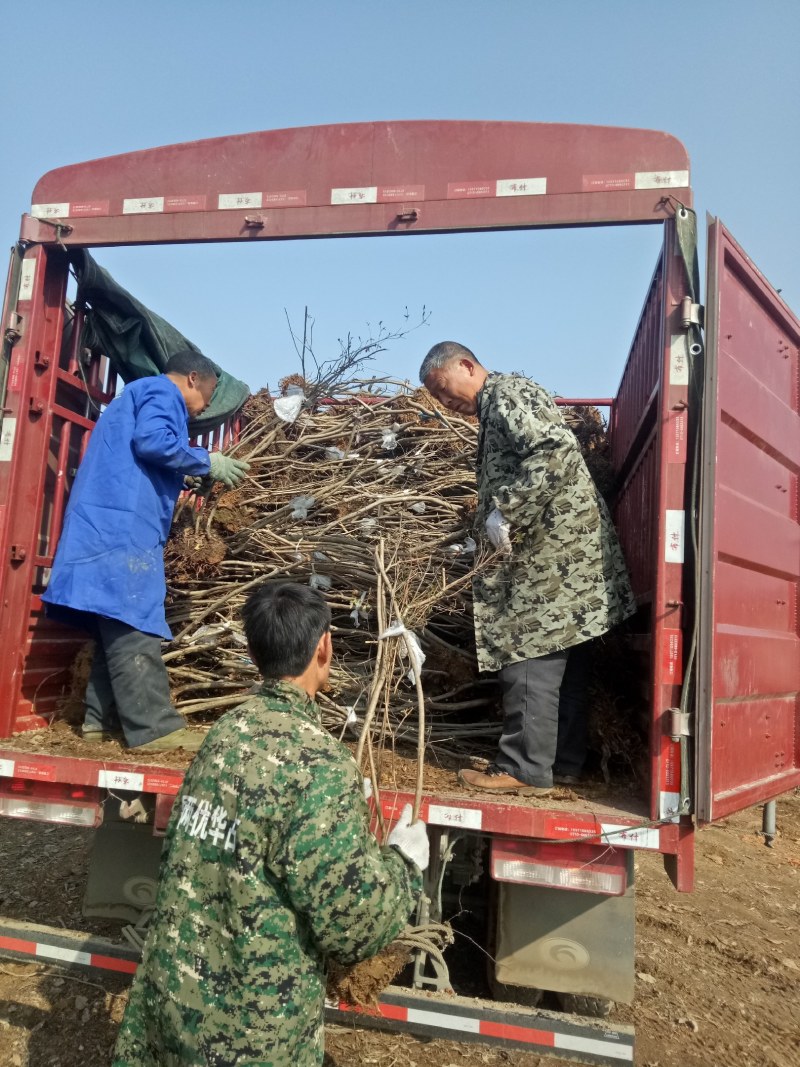 国旗红映山红，移栽三年以上，原生土球
