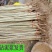 白杨树苗白杨树杨树苗107速生杨树苗植树造林白
