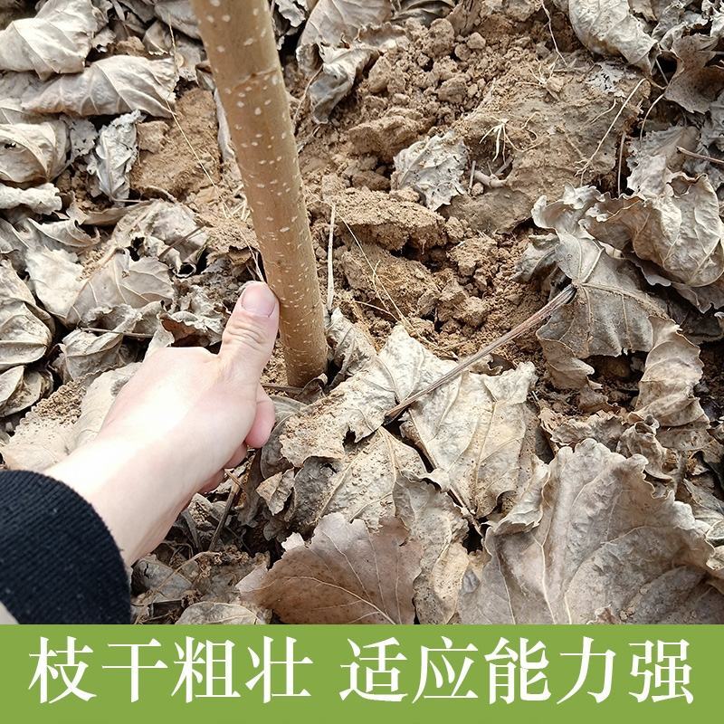 白杨树苗白杨树杨树苗107速生杨树苗植树造林白